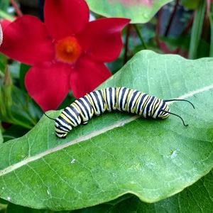 Meet your Posher, Marty